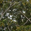 Langschopfhornvogel (White-crowned Hornbill), Tabin